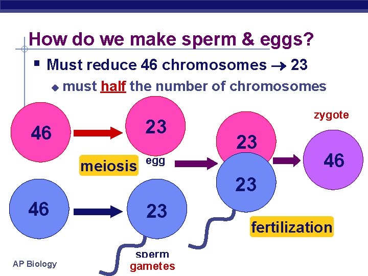 How do we make sperm & eggs? § Must reduce 46 chromosomes 23 u