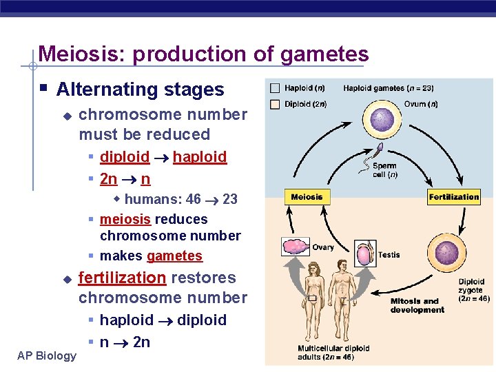 Meiosis: production of gametes § Alternating stages u chromosome number must be reduced §