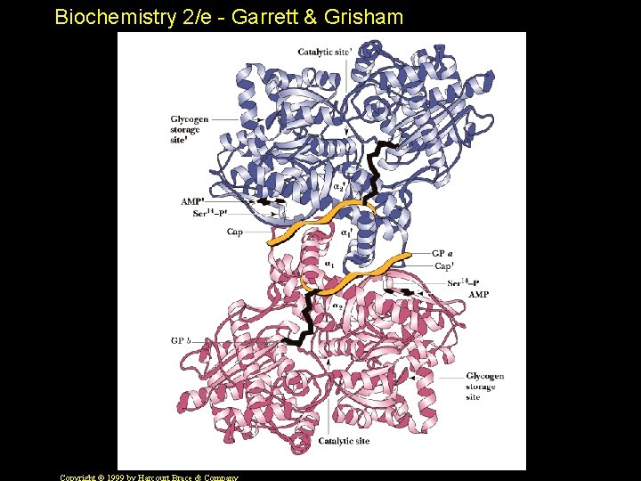 Biochemistry 2/e - Garrett & Grisham 