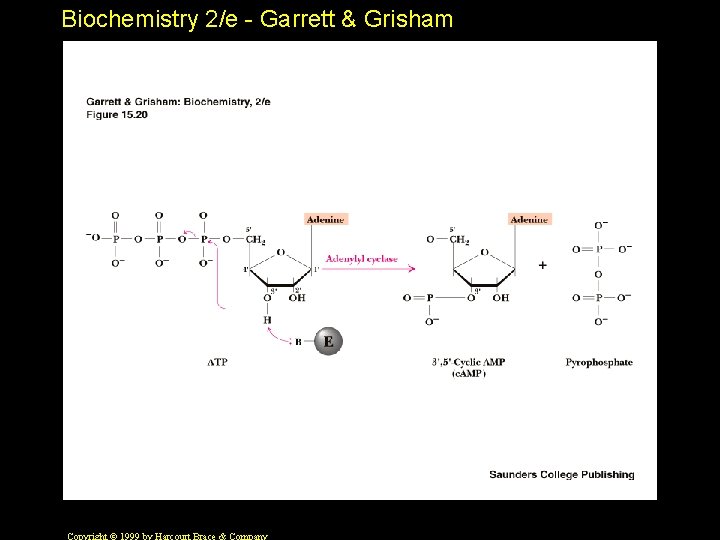 Biochemistry 2/e - Garrett & Grisham 