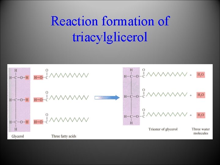 Reaction formation of triacylglicerol 