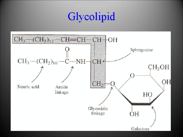 Glycolipid 
