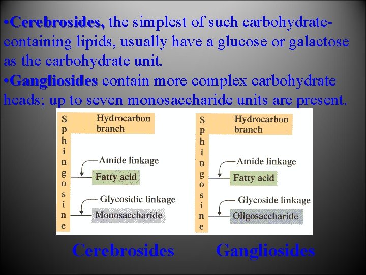  • Cerebrosides, the simplest of such carbohydratecontaining lipids, usually have а glucose or