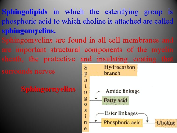 Sphingolipids in which the esterifying group is phosphoric acid to which choline is attached