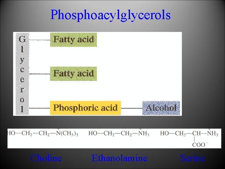 Phosphoacylglycerols Choline Ethanolamine Serine 