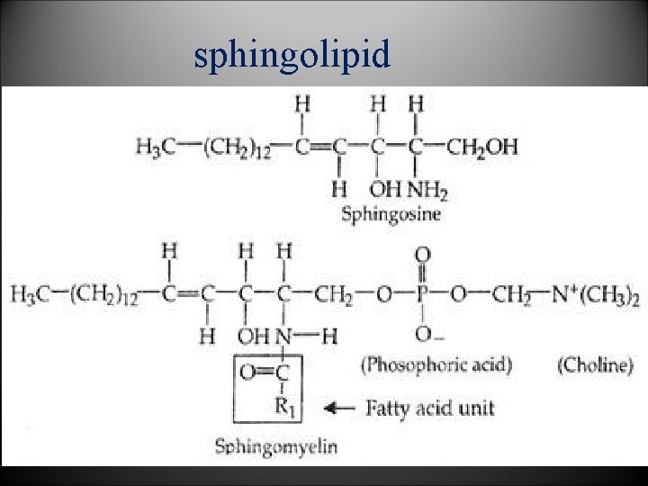 sphingolipid 