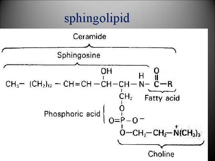 sphingolipid 