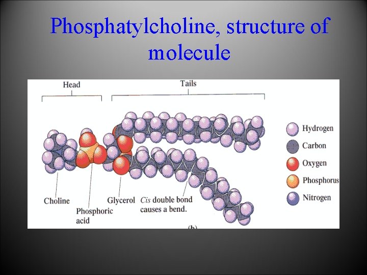 Phosphatylcholine, structure of molecule 
