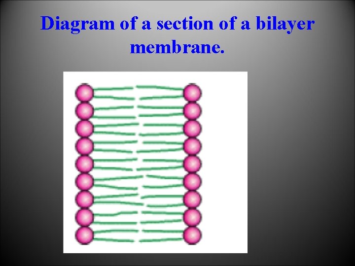 Diagram of a section of a bilayer membrane. 