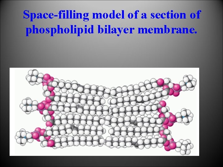 Space-filling model of a section of phospholipid bilayer membrane. 
