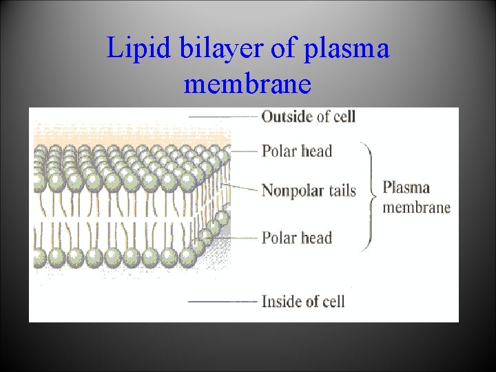 Lipid bilayer of plasma membrane 