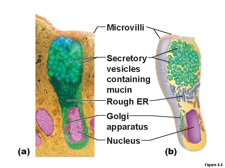 Microvilli Secretory vesicles containing mucin Rough ER Golgi apparatus (a) Nucleus (b) Figure 4. Microvilli Secretory vesicles containing mucin Rough ER Golgi apparatus (a) Nucleus (b) Figure 4.