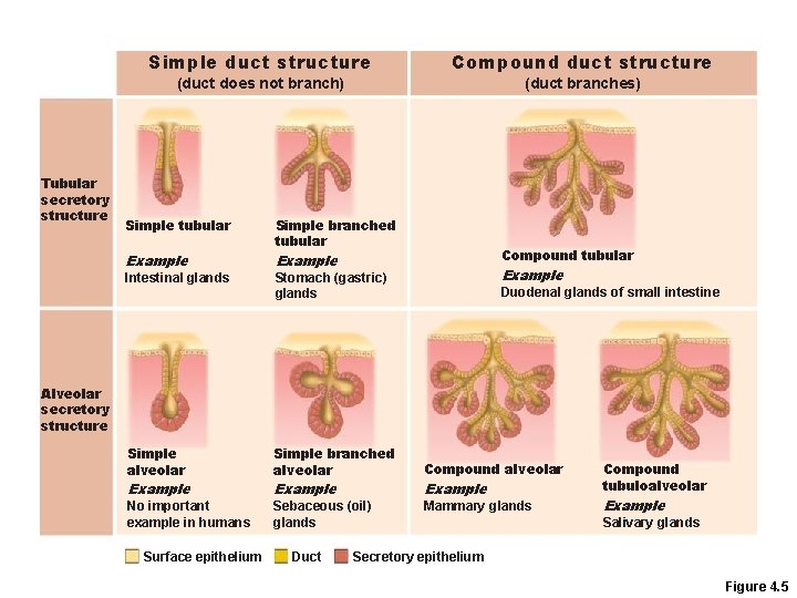 Tubular secretory structure Simple duct structure Compound duct structure (duct does not branch) (duct Tubular secretory structure Simple duct structure Compound duct structure (duct does not branch) (duct