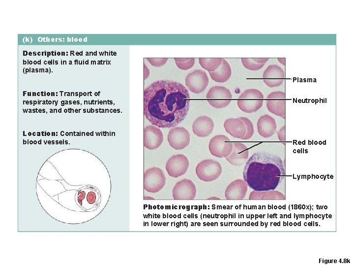 (k) Others: blood Description: Red and white blood cells in a fluid matrix (plasma). (k) Others: blood Description: Red and white blood cells in a fluid matrix (plasma).