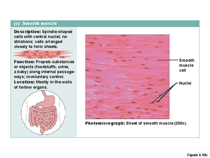 (c) Smooth muscle Description: Spindle-shaped cells with central nuclei; no striations; cells arranged closely (c) Smooth muscle Description: Spindle-shaped cells with central nuclei; no striations; cells arranged closely
