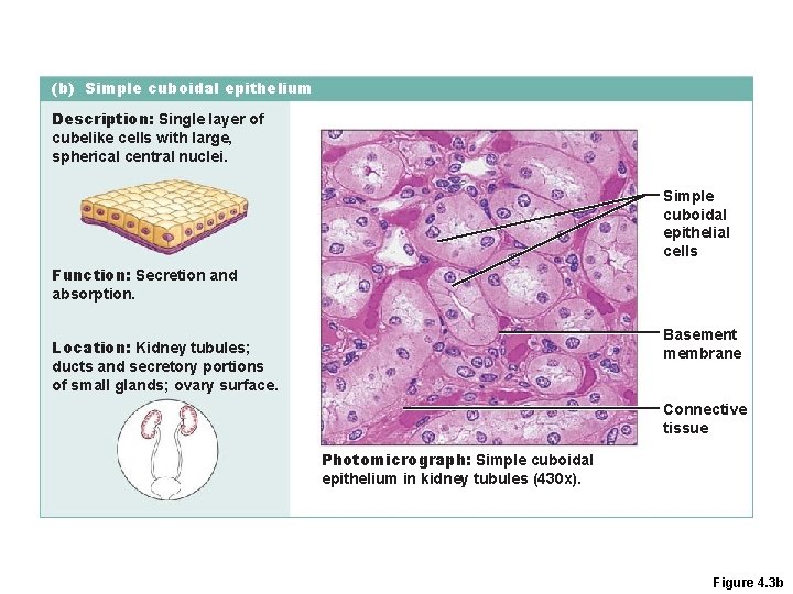 (b) Simple cuboidal epithelium Description: Single layer of cubelike cells with large, spherical central (b) Simple cuboidal epithelium Description: Single layer of cubelike cells with large, spherical central