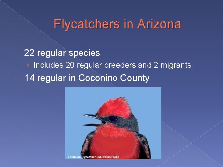 Flycatchers in Arizona 22 regular species › Includes 20 regular breeders and 2 migrants