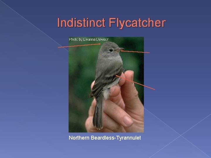 Indistinct Flycatcher Northern Beardless-Tyrannulet 