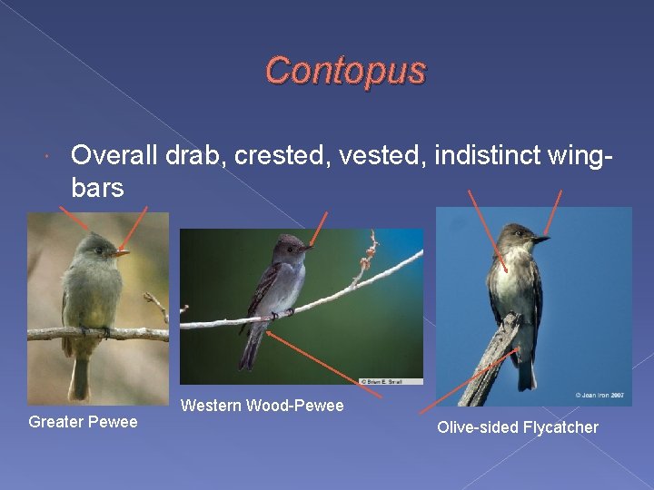 Contopus Overall drab, crested, vested, indistinct wingbars Greater Pewee Western Wood-Pewee Olive-sided Flycatcher 