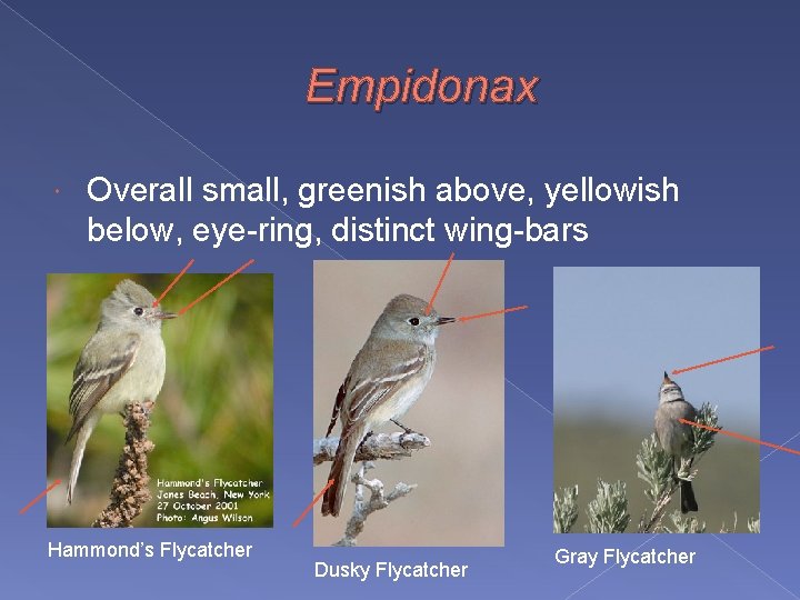 Empidonax Overall small, greenish above, yellowish below, eye-ring, distinct wing-bars Hammond’s Flycatcher Dusky Flycatcher