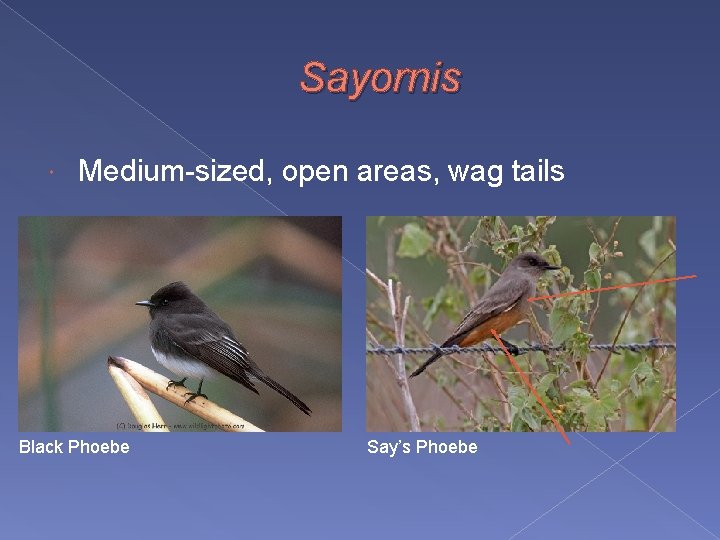 Sayornis Medium-sized, open areas, wag tails Black Phoebe Say’s Phoebe 