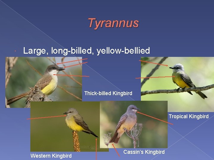 Tyrannus Large, long-billed, yellow-bellied Thick-billed Kingbird Tropical Kingbird Western Kingbird Cassin’s Kingbird 
