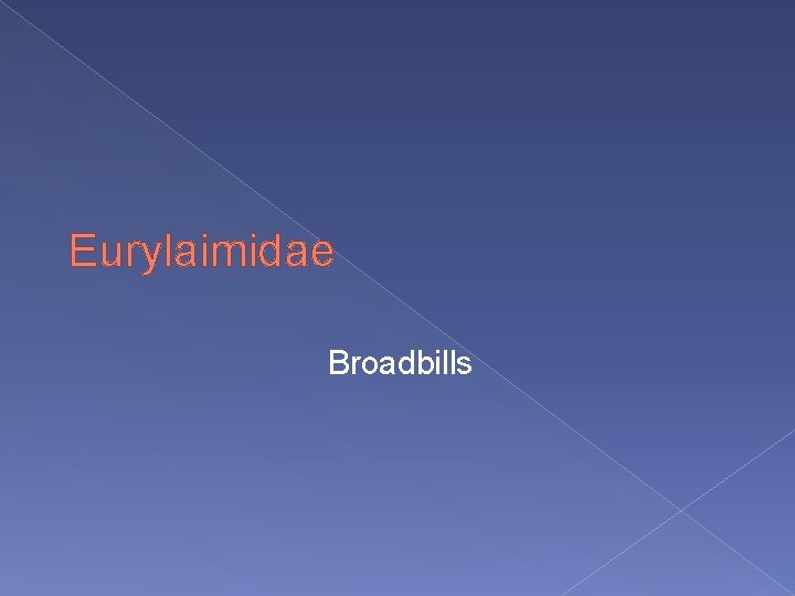 Eurylaimidae Broadbills 