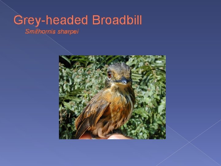 Grey-headed Broadbill Smithornis sharpei 