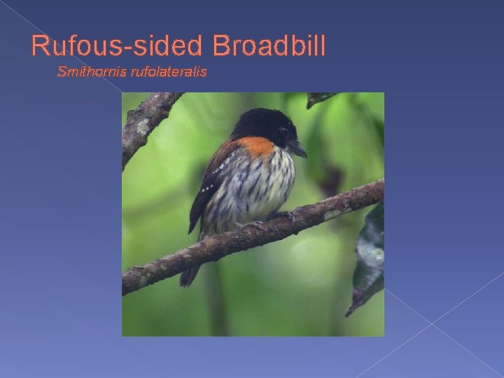 Rufous-sided Broadbill Smithornis rufolateralis 