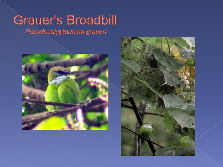Grauer's Broadbill Pseudocalyptomena graueri 
