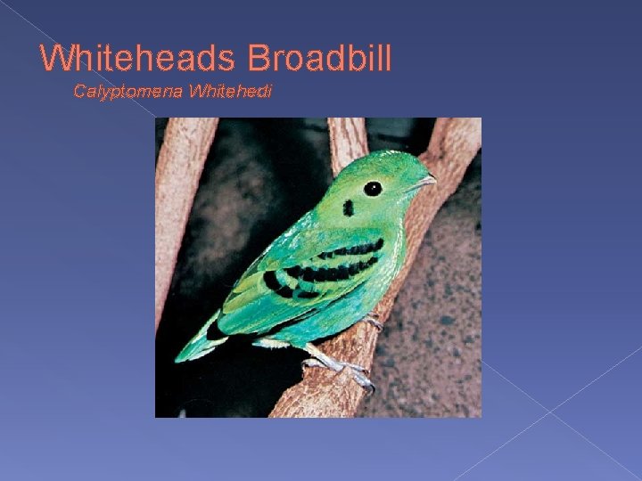 Whiteheads Broadbill Calyptomena Whitehedi 