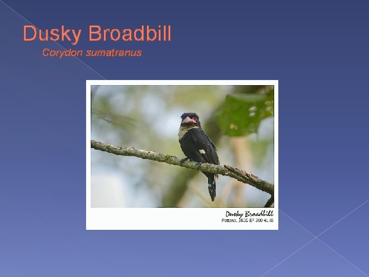 Dusky Broadbill Corydon sumatranus 