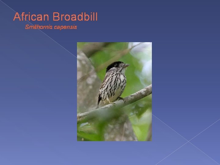 African Broadbill Smithornis capensis 