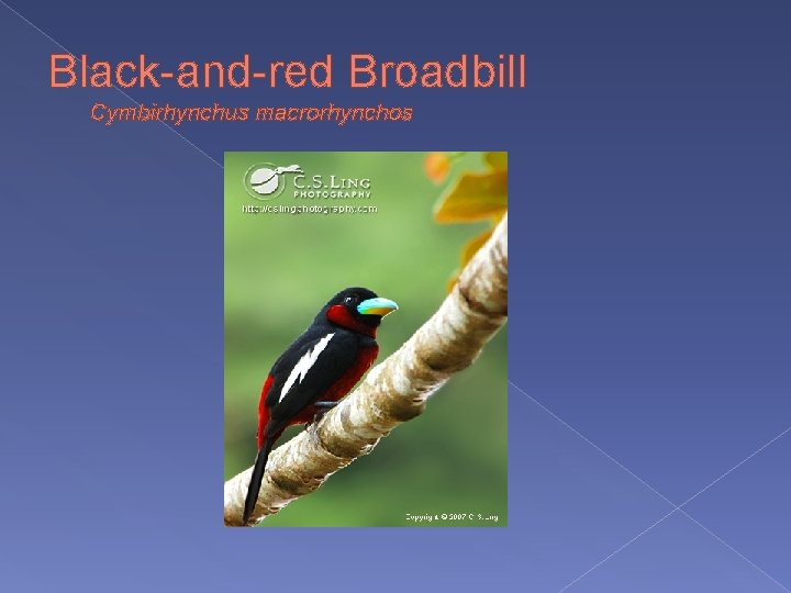 Black-and-red Broadbill Cymbirhynchus macrorhynchos 