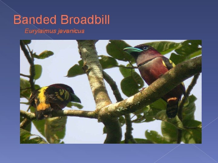 Banded Broadbill Eurylaimus javanicus 