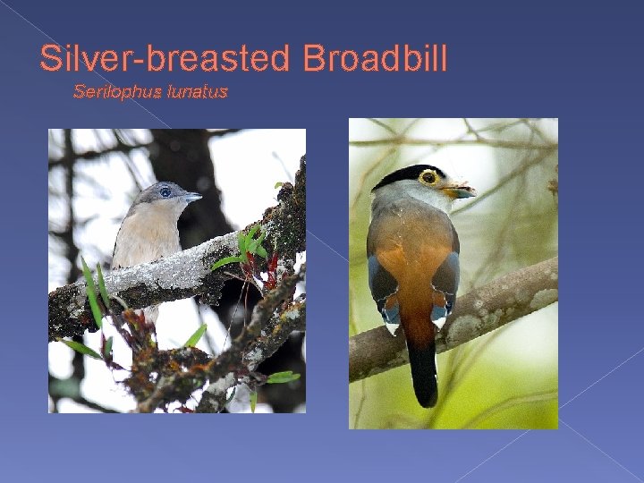 Silver-breasted Broadbill Serilophus lunatus 