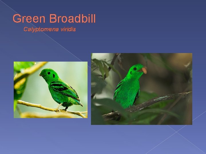 Green Broadbill Calyptomena viridis 