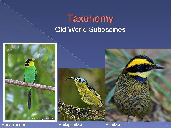 Taxonomy Old World Suboscines Eurylaimidae Philepittidae Pittidae 