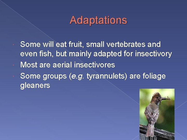 Adaptations Some will eat fruit, small vertebrates and even fish, but mainly adapted for