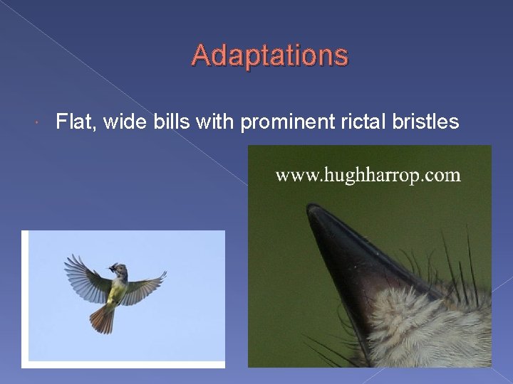 Adaptations Flat, wide bills with prominent rictal bristles 