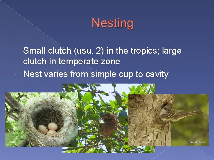 Nesting Small clutch (usu. 2) in the tropics; large clutch in temperate zone Nest