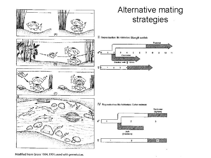 Alternative mating strategies 