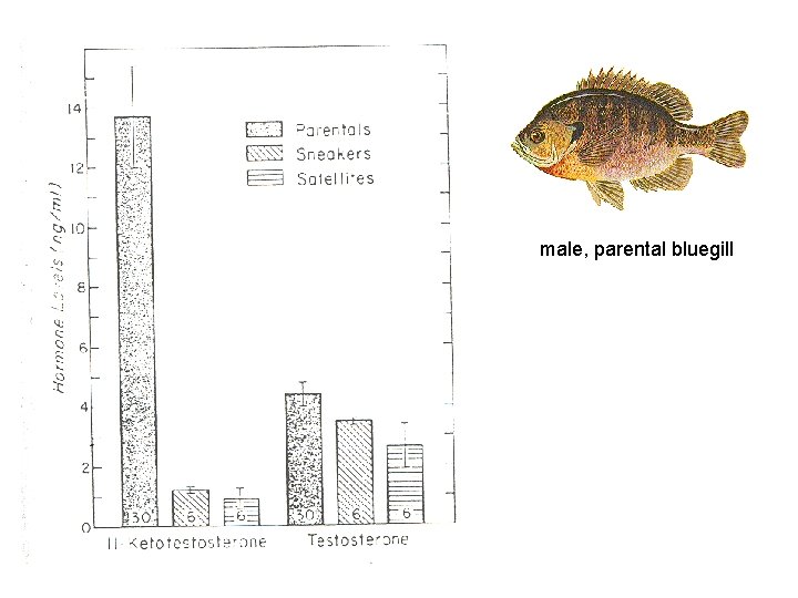 male, parental bluegill 