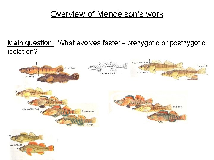 Overview of Mendelson’s work Main question: What evolves faster - prezygotic or postzygotic isolation?