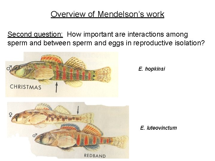 Overview of Mendelson’s work Second question: How important are interactions among sperm and between