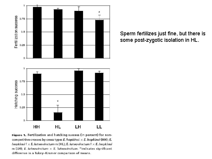 Sperm fertilizes just fine, but there is some post-zygotic isolation in HL. 