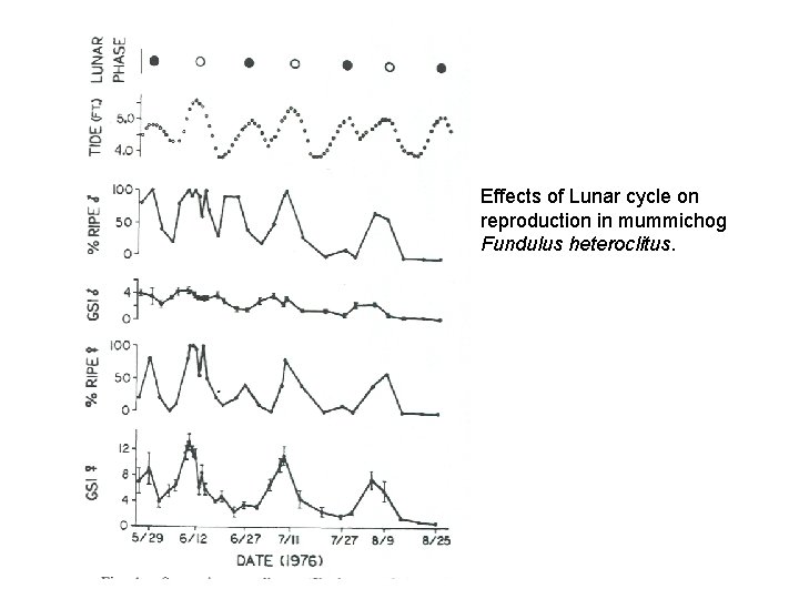 Effects of Lunar cycle on reproduction in mummichog Fundulus heteroclitus. 