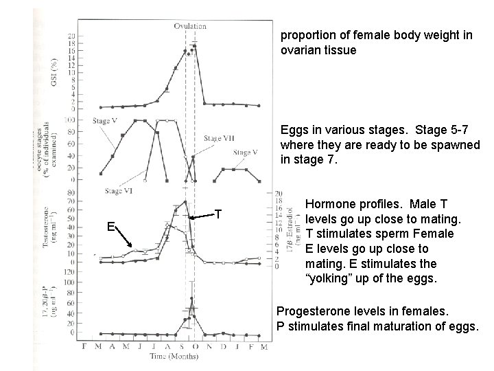 proportion of female body weight in ovarian tissue Eggs in various stages. Stage 5