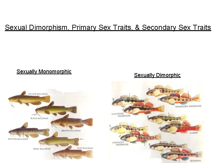 Sexual Dimorphism, Primary Sex Traits, & Secondary Sex Traits Sexually Monomorphic Sexually Dimorphic 