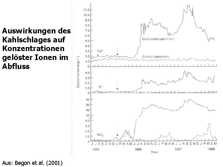 Auswirkungen des Kahlschlages auf Konzentrationen gelöster Ionen im Abfluss Aus: Begon et al. (2001)